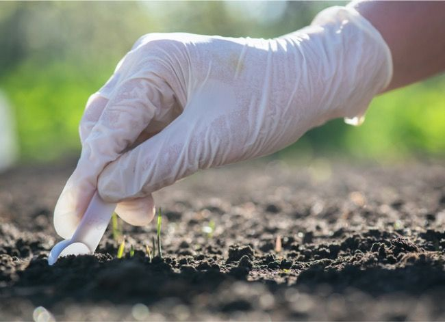 Hand in gloves planting seeds carefully in garden soil