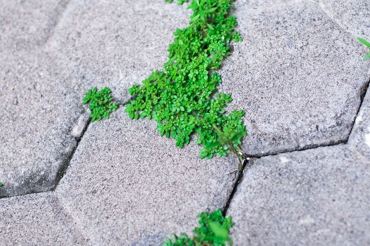 Weeds growing between concrete pavers on outdoor garden walkway